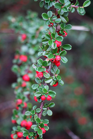In the garden grows a decorative bush of the cotoneaster horizontalis