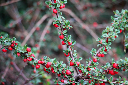 In the garden grows a decorative bush of the cotoneaster horizontalis