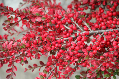 In the garden grows a decorative bush of the cotoneaster horizontalis