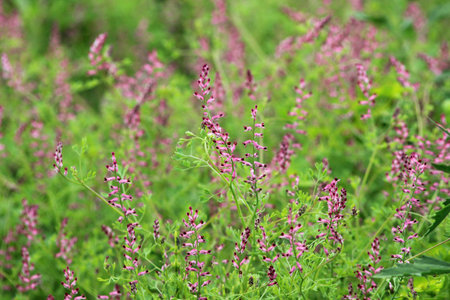 Fumaria officinalis blooms in nature in springの写真素材