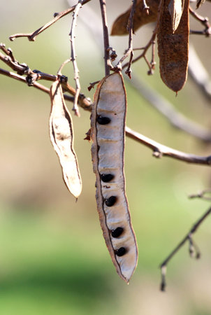 Pods of Robinia pseudoacacia with ripe seeds