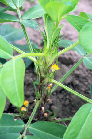 Cultivated peanut (Arachis hypogaea) grows in open organic soil