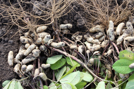 A freshly dug peanut bush with fruits is on the fieldの写真素材