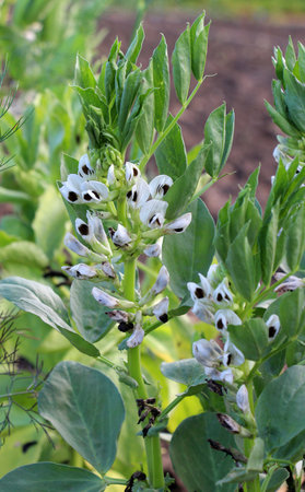 On the field at the flowering stage horse bean (Vicia faba)