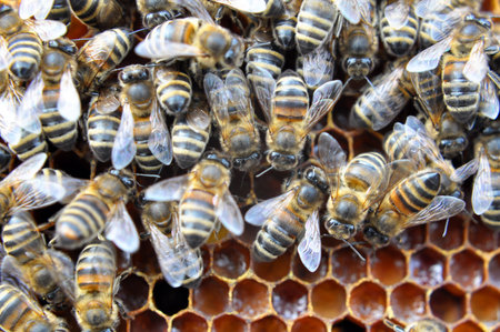 In a hive, worker bees work on a honeycomb frame