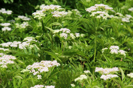 In the wild, elderberry herbaceous (Sambucus ebulus) blooms in summerの写真素材