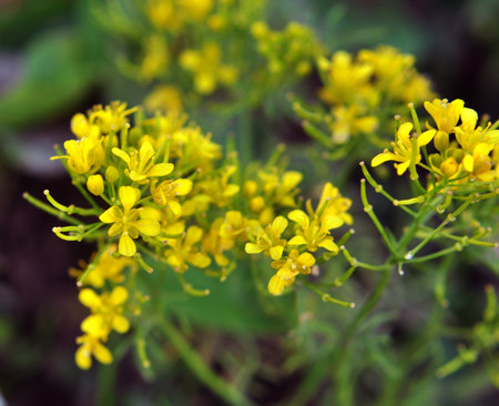 Water horseradish (Rorippa sylvestris) grows in the wildの写真素材