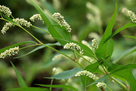 Weed Persicaria lapathifolia grows in a field among agricultural crops.の写真素材