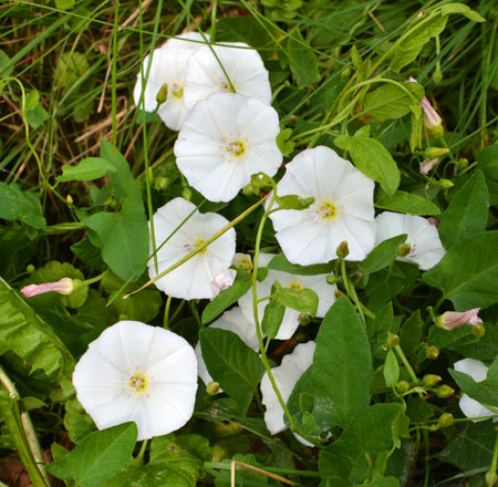 Convolvulus arvensis grows and blooms in the field