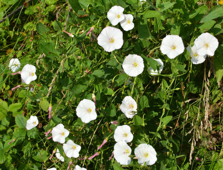 Convolvulus arvensis grows and blooms in the field