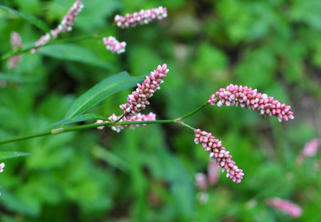 Persicaria maculosa grows among grasses in the wildの写真素材
