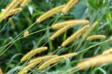 Setaria grows in the field in nature.