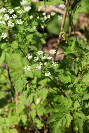 The poisonous plant chaerophyllum temulum grows in the wild