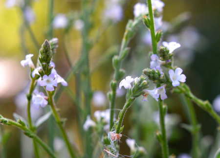 The medicinal plant Verbena officinalis grows in the wildの写真素材