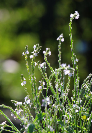 The medicinal plant Verbena officinalis grows in the wildの写真素材