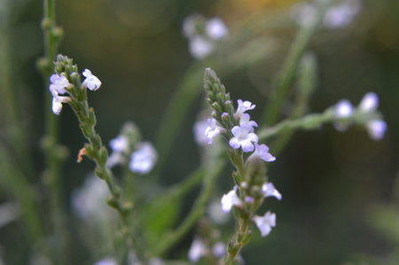The medicinal plant Verbena officinalis grows in the wildの写真素材