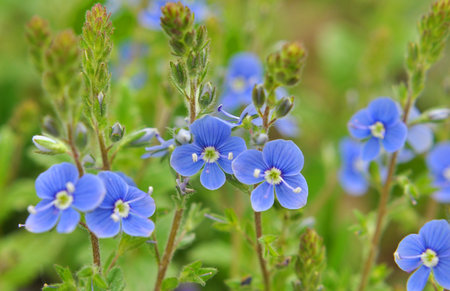 In the spring, Veronica chamaedrys blooms in the wildの写真素材