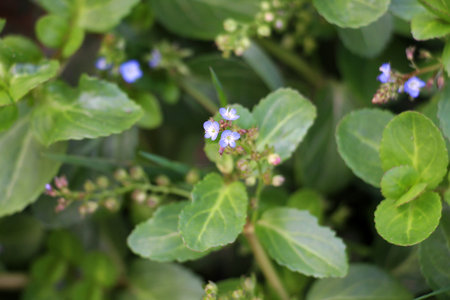 Veronica beccabunga from the plantain family grows in the wildの写真素材