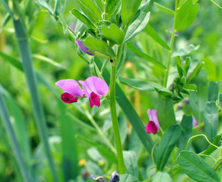Vetch sowing (Vicia sativa) grows on a farm fieldの写真素材