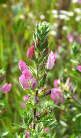 Ononis spinosa grows among grasses in the wildの写真素材