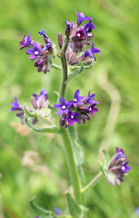 Anchusa officinalis blooms in the wild in the meadowの写真素材