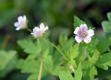 Siberian geranium (Geranium sibiricum) grows in summer in the wild