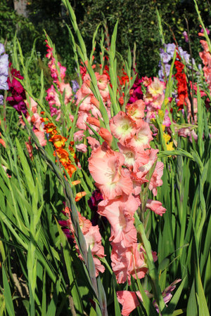 In the summer, gladiolus blooms on the flowerbedの写真素材