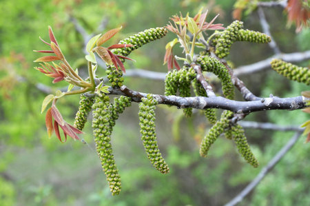 Spring flowering on a branch of a walnut tree