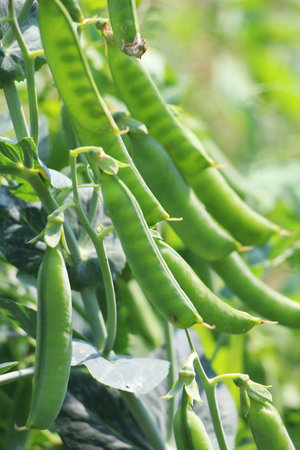 Green pea pods are ripening on bushes in the fieldの写真素材