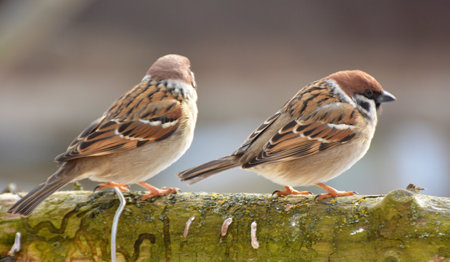 Sparrows (Passer) in the wild sit on a branchの写真素材