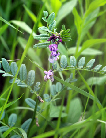 Vicia sepium grows among grasses in the wildの写真素材