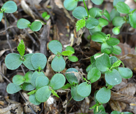 Hornbeam (Carpinus betulus) tree sprouts germinated in the wild in the forest from seedの写真素材