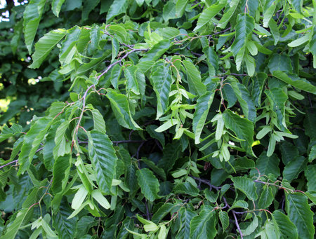 In nature, seeds ripen on a branch of a hornbeam tree (Carpinus betulus)