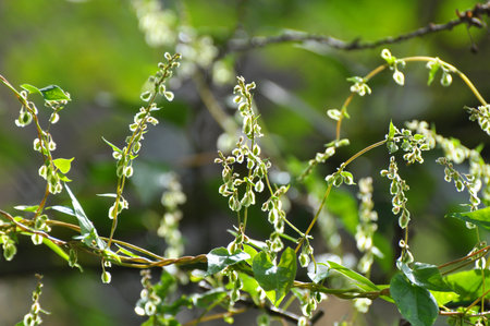 Wild shrub buckwheat (Fallopia dumetorum), which twists like a plant growing in the wild