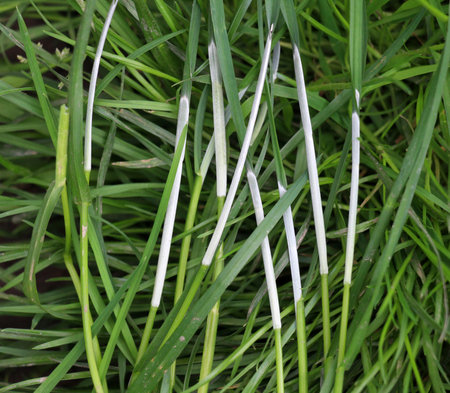 Cereal grass affected by the fungus EpichloÃ« of the Clavicipitaceae family