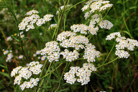 Yarrow (Achillea) blooms in the wild among grassesの写真素材