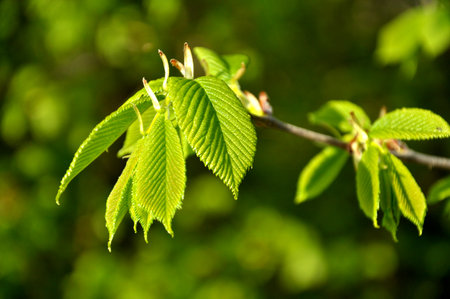 A branch of an elm tree (Ulmus) grows in the wildの写真素材