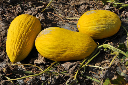 In the summer, melons grow in open organic soilの写真素材