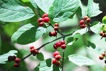 In the summer, berries ripen on common honeysuckle (Lonicera xylosteum) bushes