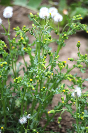 In nature, Senecio vulgaris grows as a weed