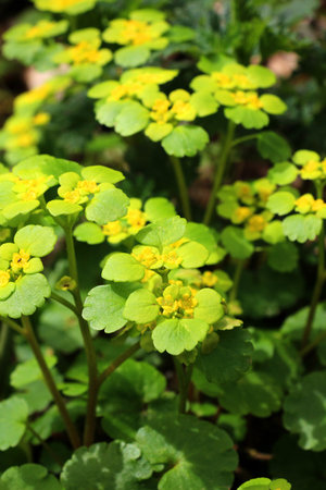 Chrysosplenium alternifolium blooms in the wild in spring