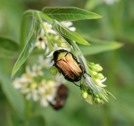 In the wild, a coleoptera beetle Cetonia aurata on a plant