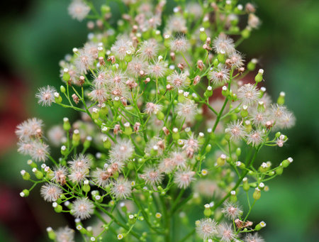 Erigeron canadensis grows in the wild in summer