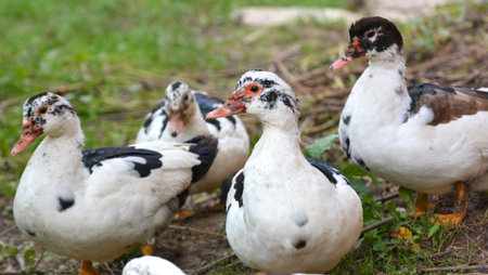 A group of adult musk ducks (Cairina moschata)の写真素材