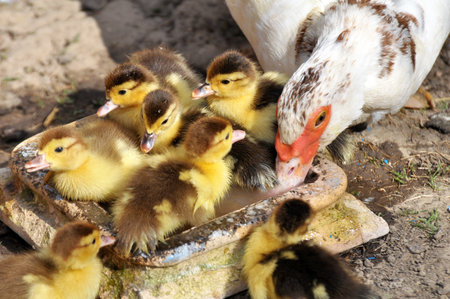 A female musk duck (Cairina moschata) with her brood in the village yardの写真素材