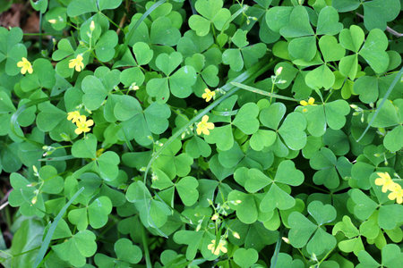 Oxalis plant with yellow flowers growing in the wildの写真素材