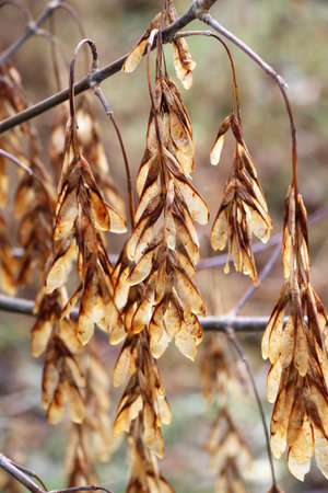 Ripe seeds on a ash maple (Acer negundo) branch