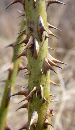 Sharp thorns on a branch of a bush and a tree close upの写真素材