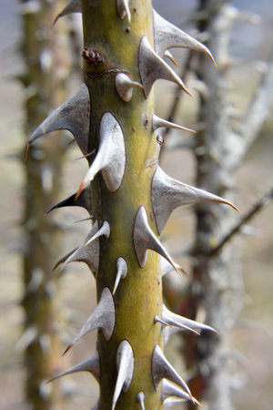 Sharp thorns on a branch of a bush and a tree close upの写真素材