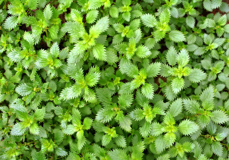 In the wild, stinging nettle grows (Urtica urens)の写真素材